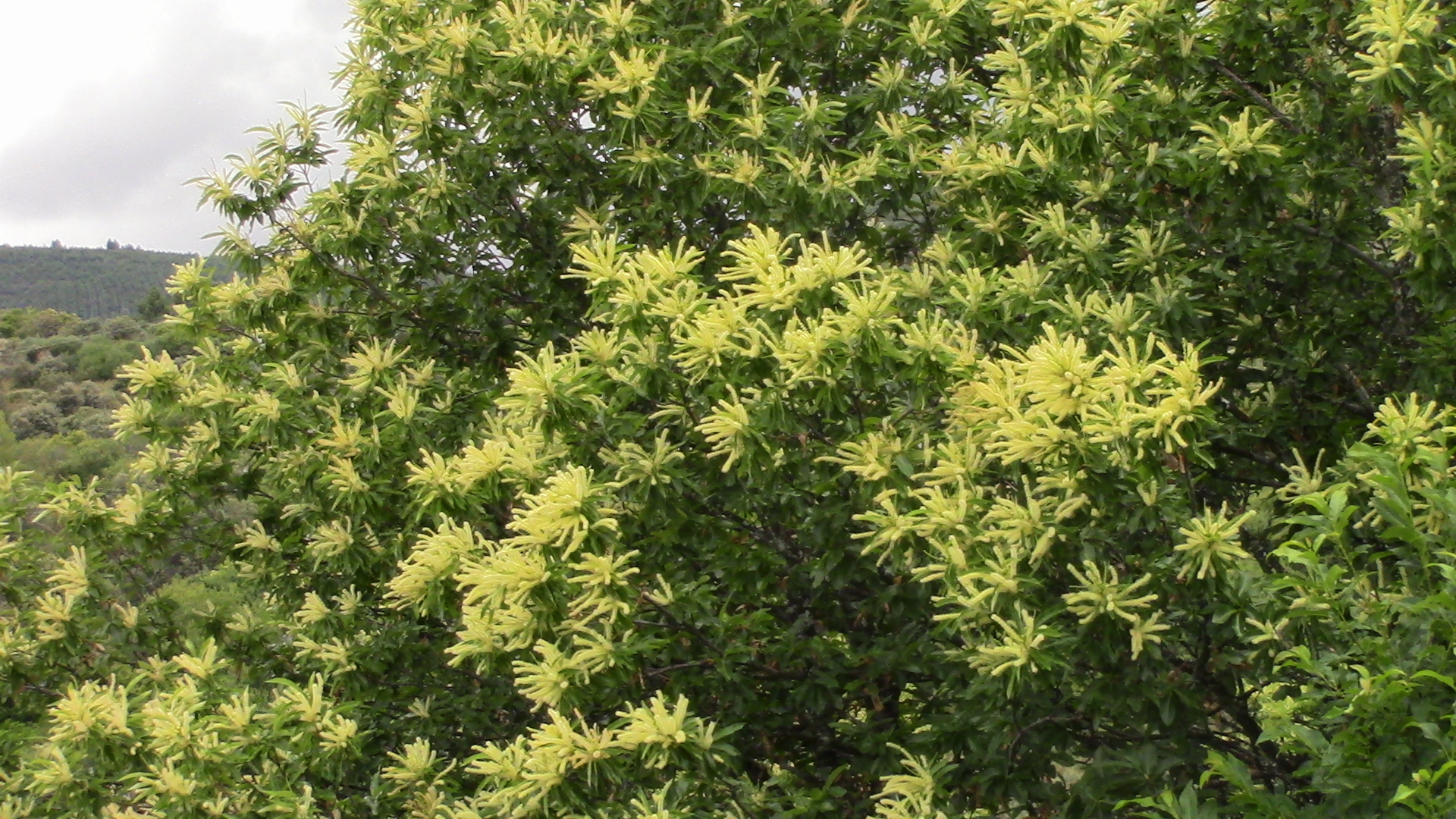 MIEL DE CIAN flor de castaño