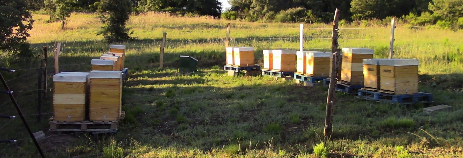 MIEL DE CIAN Hives